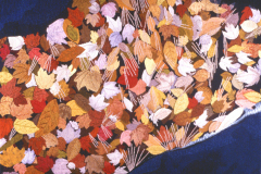 Autumn-Leavesfixed-width-100-150dpi