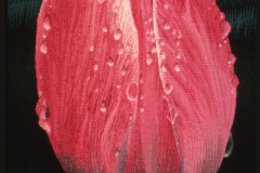 After-the-Rain-detail-STS1000px-150dpi