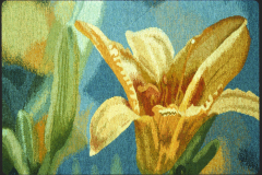 Daylilies-detail-1-STS1000px-150dpi