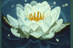 Waterlilies-STS1000px-150dpi
